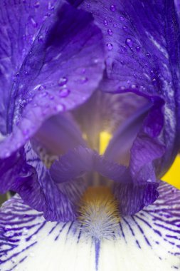 Canlı, mor bir iris çiçeğinin yakın çekimi. Hassas taç yaprakları ve karmaşık ayrıntıları yumuşak odaklı bir arka plana vurgulanır..
