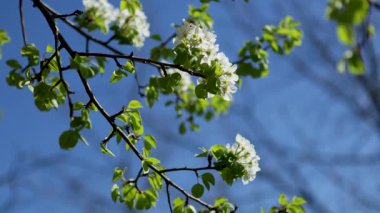 Açık bir bahar gününde taze çiçeklerle dolu elma ağacı dalları yakın planda gösterilir, yumuşak yapraklar, yeni büyüme ve parlak doğal ışık vurgulanır..