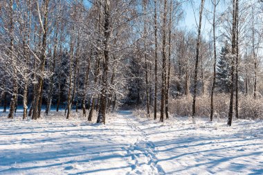 Açık, güneşli bir gökyüzünün altında el değmemiş, karla kaplı bir kış ormanı boyunca uzanan pitoresk bir yol. Dokunulmamış kar parıldıyor. Huzurlu, güneşli orman manzarasına huzurlu bir yolculuğa davet ediyor..