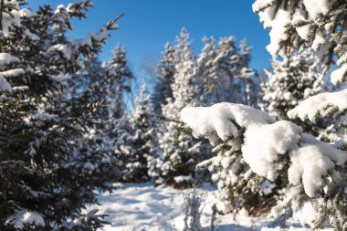 Sihirli bir kış manzarası karla kaplanmış köknar ağaçlarını, berrak bir gökyüzünün altında ve durgun mevsimsel dinginlikle doldurur..