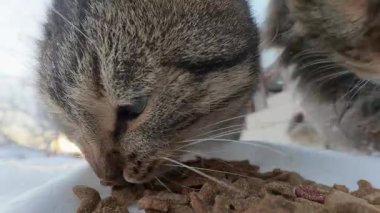 Bir kedinin yemek yerken makro fotoğrafı. Kedilerin gözlerine ve yemek kasesinin üzerine eğildiği pembe buruna odaklanarak günlük ev hayvanlarının samimi ve gerçekçi bir portresini oluşturuyor..