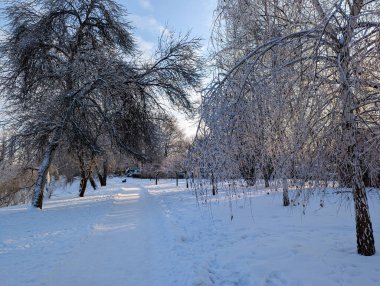 Büyüleyici bir kış sahnesi, tüm ağaçların kalın bir buz tabakası tarafından çarpıcı bir şekilde dönüştürüldüğü bir parkın derinliklerine giden, kar tozuyla kaplı, güzel, donmuş bir tünel efekti yaratarak gözler önüne seriliyor..