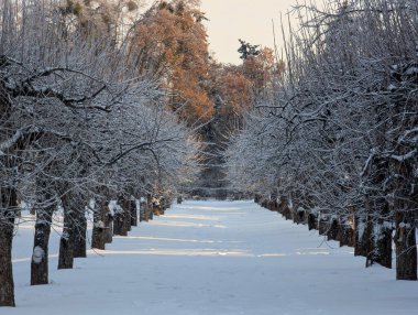 Bu büyüleyici görüntü, sakin, karlı bir yolu, çıplak ağaçların karmaşık, pırıl pırıl bir buz örtüsüyle süslendiği, sakin ve buz gibi bir güzelliği çağrıştıran, pitoresk bir kış parkının içinden geçen yolu gösteriyor..
