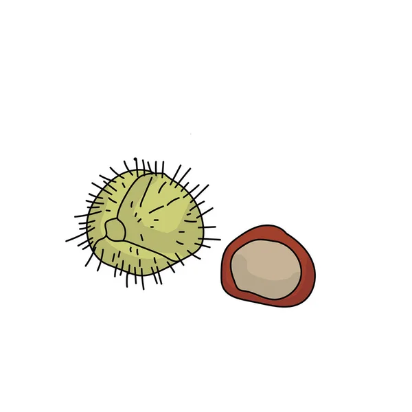 Chestnut Fruit Shell Brown Nut Green Prickly Shell Vector Illustration — Stock Vector