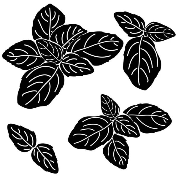 나뭇잎과 바질의 실루엣 주방에 쓰이는 허브와 향신료 로고의 스타일 라벨등이 — 스톡 벡터