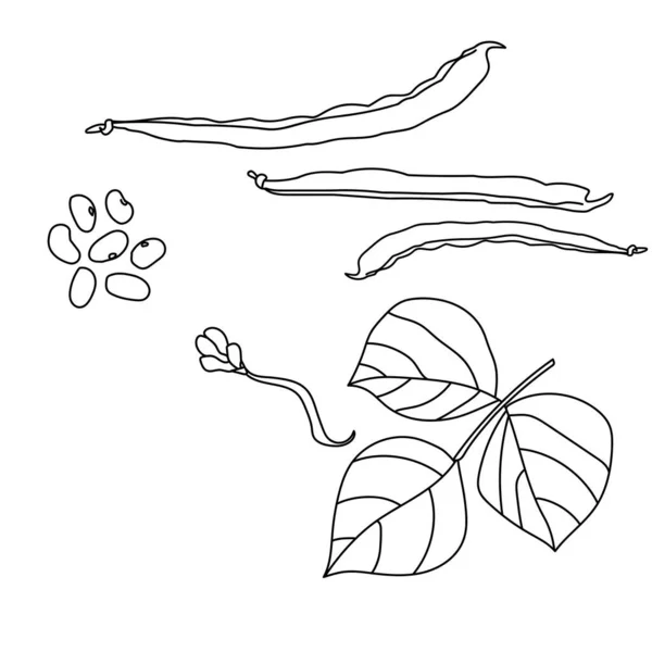 植物パーツのセットハリコット 葉と花 種子と豆の輪郭ベクトルイラスト付きのポッドデザイン — ストックベクタ