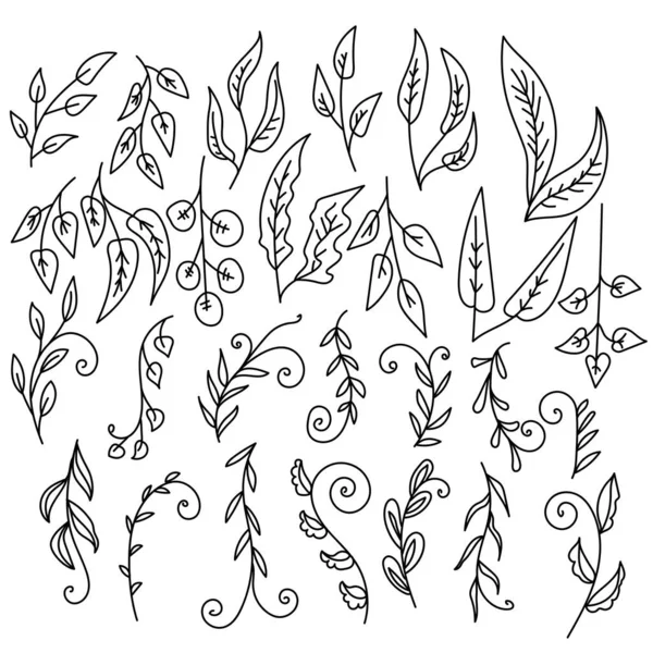 Gekritzeltes Kräuter Und Pflanzenset Mit Verzierten Blättern Konturenzweigen Und Gerollten — Stockvektor