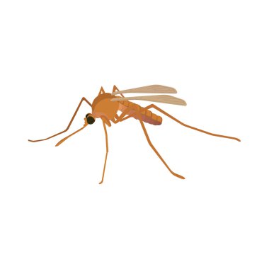 Sivrisinek uçan omurgasız bir hayvandır, Dang ve diğer hastalıkları taşıyan kan emici bir böcektir.