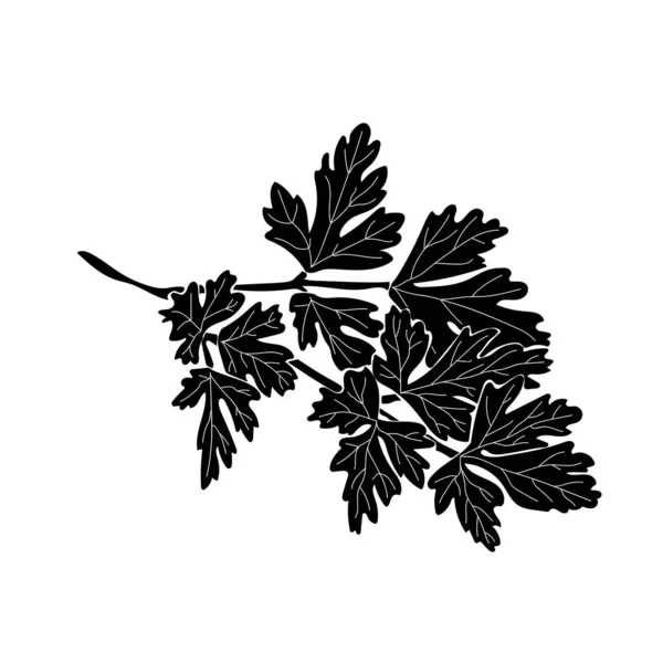 Silhouette Persil Brin Herbes Aromatiques Pour Cuisiner Avec Des Feuilles — Image vectorielle