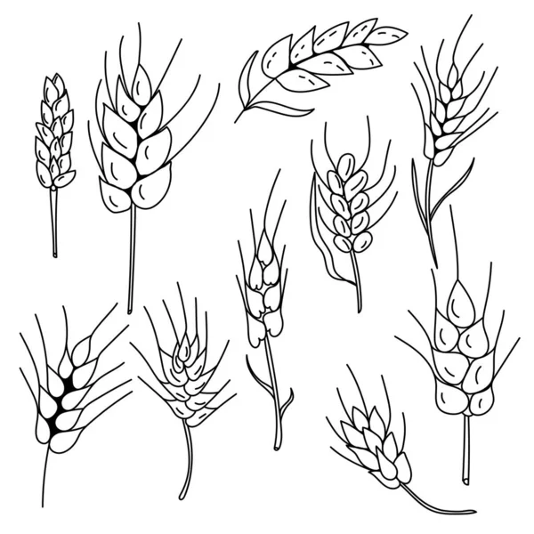 Doodle Spikelets Set Fancy Sierlijke Spikeletten Van Verschillende Vormen Maten — Stockvector