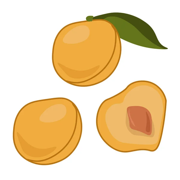 Kirschpflaumenfrüchte Ganz Und Halb Eine Saftige Gelbe Beere Von Kleiner — Stockvektor