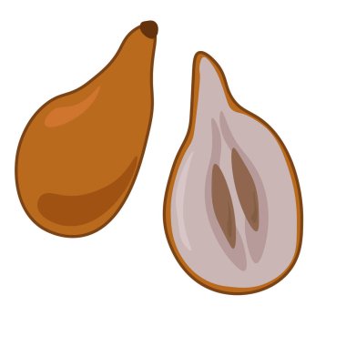 Bakupari tasarım için koyu renkli egzotik meyve vektörü çizimi