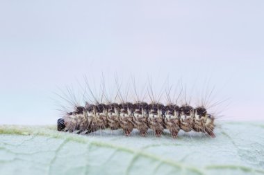 Yeşil yaprak üzerinde kahverengi tırtıl 