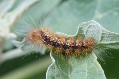 Yeşil yaprak üzerinde kahverengi tırtıl 