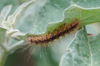 Yeşil yaprak üzerinde kahverengi tırtıl 