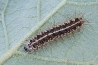 Yeşil yaprak üzerinde kahverengi tırtıl 