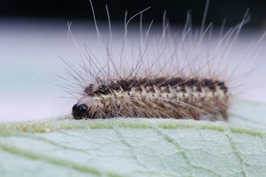 Yeşil yaprak üzerinde kahverengi tırtıl 