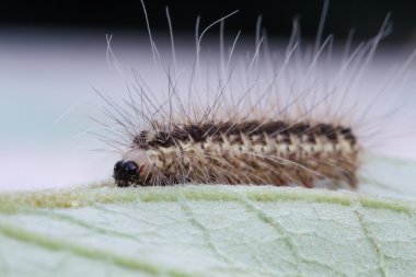 Yeşil yaprak üzerinde kahverengi tırtıl 