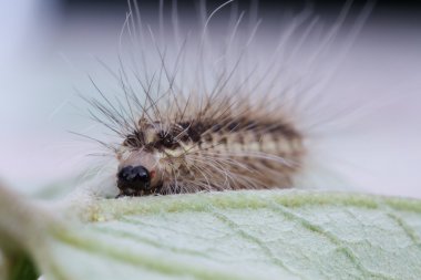 Yeşil yaprak üzerinde kahverengi tırtıl 