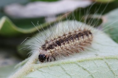 Yeşil yaprak üzerinde kahverengi tırtıl 