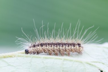 Yeşil yaprak üzerinde kahverengi tırtıl 