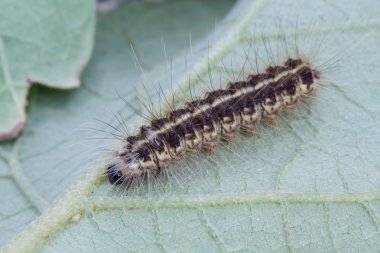 Yeşil yaprak üzerinde kahverengi tırtıl 