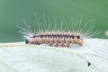 Yeşil yaprak üzerinde kahverengi tırtıl 