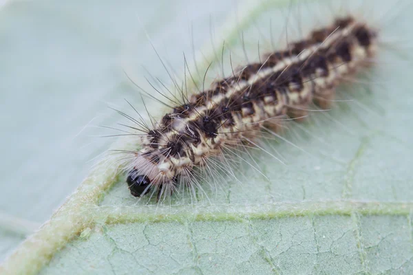 Yeşil yaprak üzerinde kahverengi tırtıl 