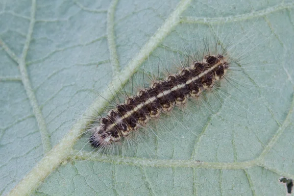 Chenille brune sur feuille verte — Photo