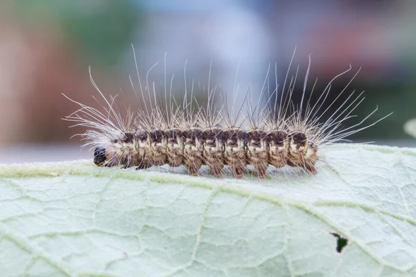 Yeşil yaprak üzerinde kahverengi tırtıl 