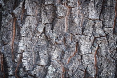 Eski ağaç doku blackground kabuğu