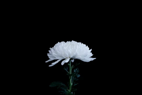 White chrysanthemum flowers isolated on black background — Stock Photo, Image