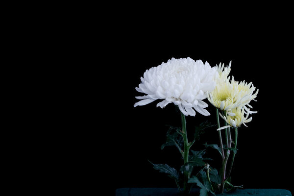 Белый хризантема цветы изолированы на черном фоне
