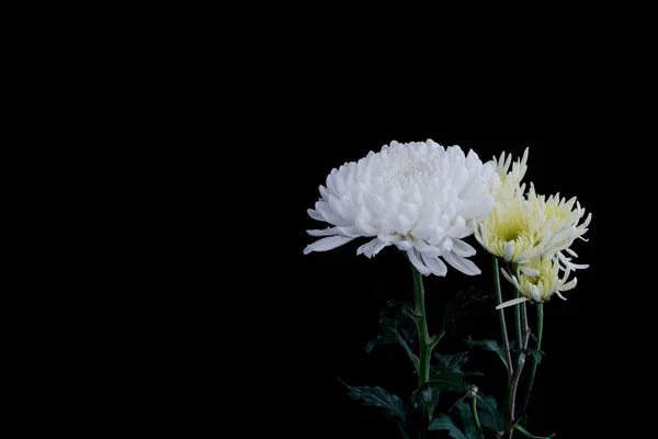Flores brancas de crisântemo isoladas em fundo preto — Fotografia de Stock