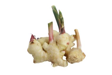 Havlıcan izole beyaz arka plan üzerinde