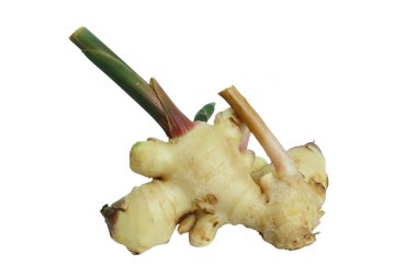 Havlıcan izole beyaz arka plan üzerinde