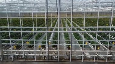 Dev bir seranın yanında bitki yetiştirmek için yavaş uçuş. Endüstriyel sebze ve meyve yetiştirme. Geniş bir bitki yuvasında yetişen genç domatesler..