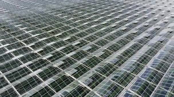 Gyönyörű panoráma légi légy le az ipari üvegházak felett növények sorakoznak. Zöldség és gyümölcs ipari termesztése. — Stock videók