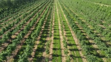 Yaz aylarında sıra sıra büyüyen elma ağaçlarının yeşil alanlarında uçmak. Bitmeyen meyve ağacı fidanlığı.