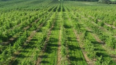 Yaz aylarında sıra sıra büyüyen elma ağaçlarının yeşil alanlarında uçmak. Bitmeyen meyve ağacı fidanlığı.