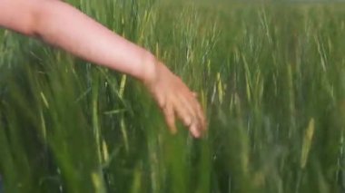 Yakın planda, bir çocuk eli buğdayın kulaklarına yavaş çekimde dokunuyor. Kız tarlada yavaşça yürür ve elleriyle buğdaya dokunur..