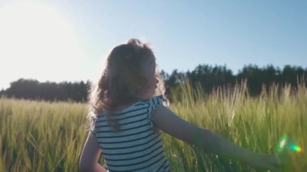 Une jolie fille aux cheveux bouclés marche le long d'un champ de blé au soleil au coucher du soleil et touchant le blé, au ralenti. — Video