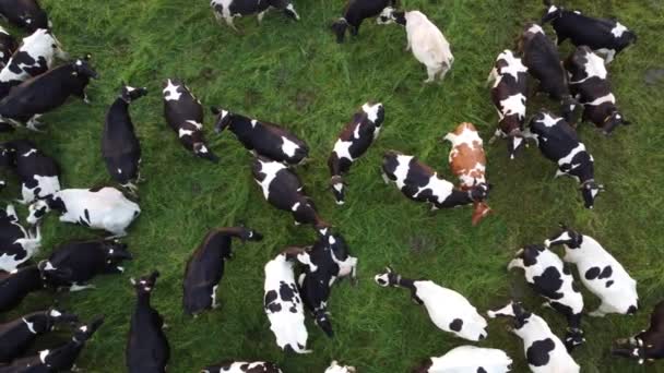 Aerial top view of the herd of cows at green meadow. Cows pasturing on a green grass. — Stock Video