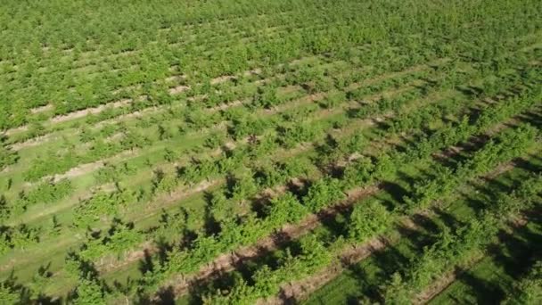 Voando sobre os espaços verdes de macieiras crescendo em fileiras no verão. Plantação de árvores frutíferas sem fim. — Vídeo de Stock