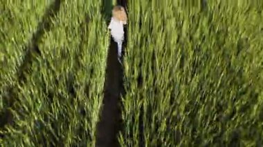 Hava görüntüsü. Elbise giymiş dört yaşında sarışın bir kız güneşin altında buğday tarlasında koşuyor. Çocuklar rüya görür.