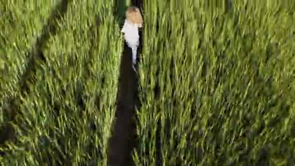 Aerial view. A blonde four-year-old girl in a dress runs across a wheat field in the sun. Children dream concept. — Stock Video