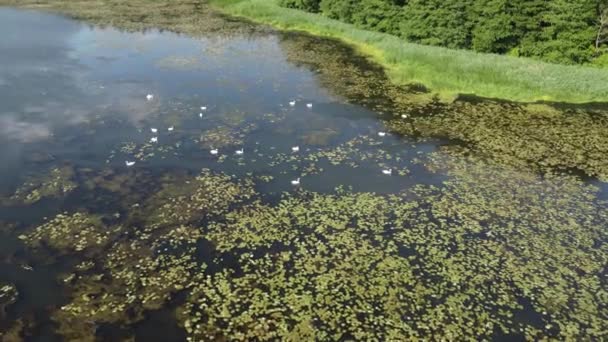 Imágenes aéreas de drones: Muchos cisnes blancos nadan en el lago con lirios de agua en su hábitat natural. Concepto ornitológico. — Vídeos de Stock