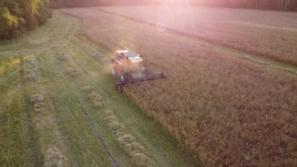 Flygfoto över veteskörd, skördetröska som arbetar på vetefält. Jordbruksmaskiners avverkning av vete på fältet under sommaren. — Stockvideo