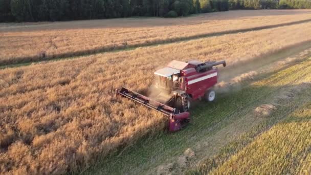 Flygfoto av veteskörd, Kombinera gör en sommarskörd av spannmål. Jordbruksmaskiners avverkning av vete på fältet under sommaren. — Stockvideo