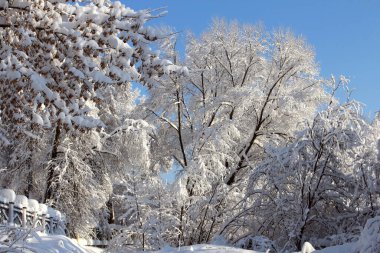 Açık bir günde kış ormanı. Kardaki ağaçlar. Aşağıdaki ağaçların manzarası ve bir parça gökyüzü